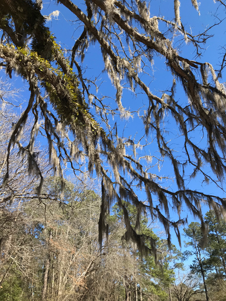 moss covered tree limb